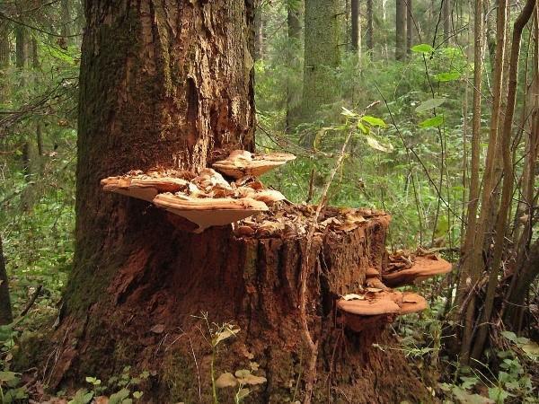 dřevité houby