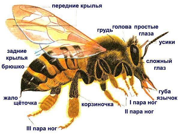 včelí struktura
