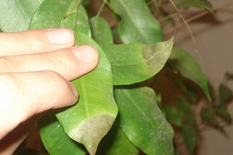 Ficus Benjamin - škodcovia a choroby