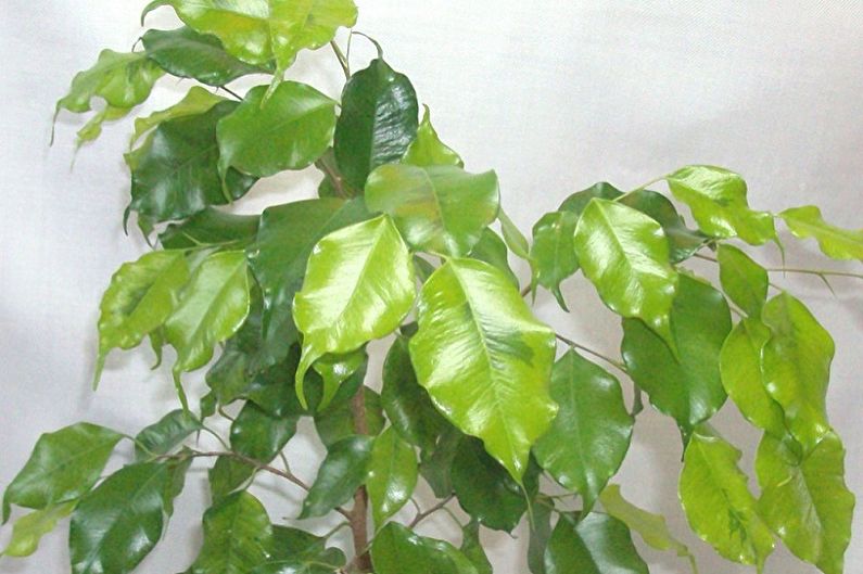 Ficus είδη Benjamin - Naomi