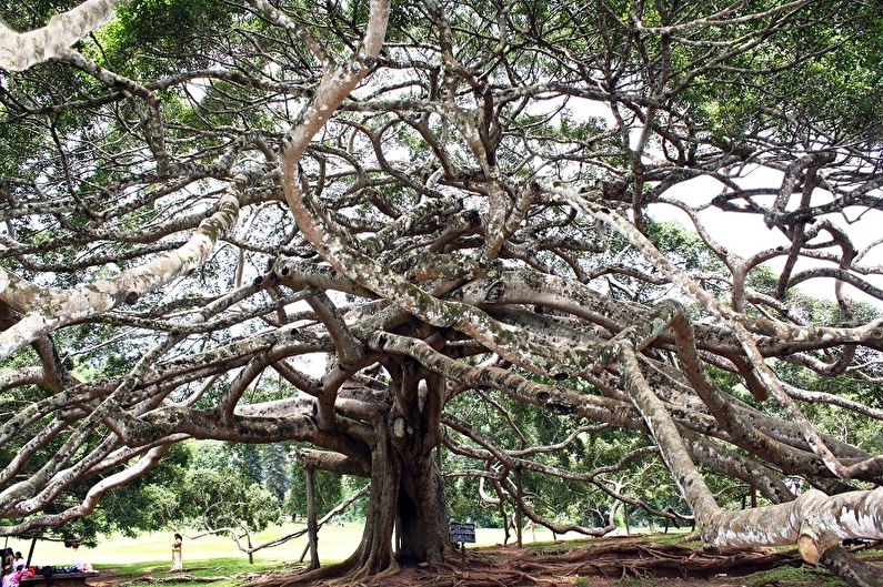 Ficus Benjamin - foto