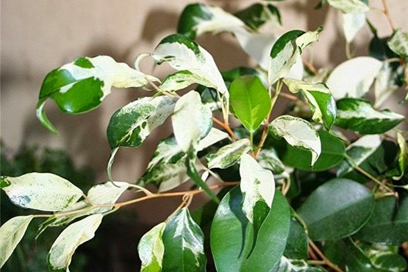 Ficus είδη Benjamin - Σγουρά