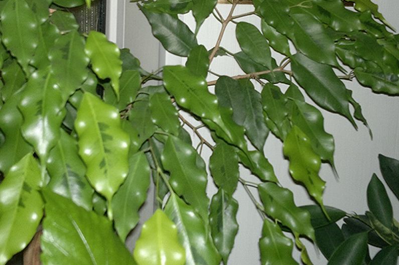 Druh Ficus Benjamin - zlatá monique