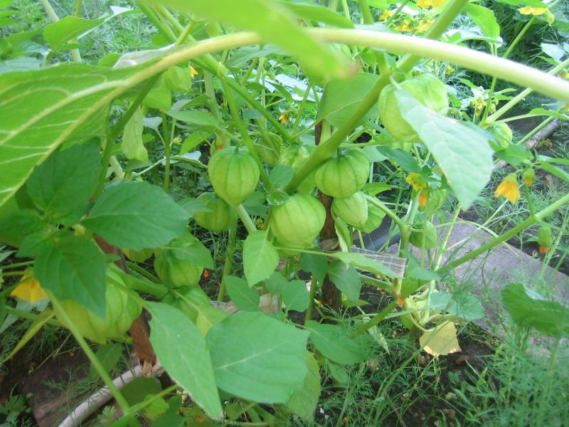Pěstování jahod Physalis a péče na otevřeném poli