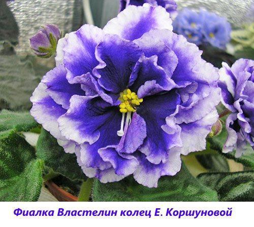 Violetter Herr der Ringe E. Korshunova