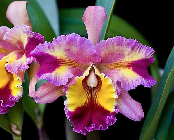 Vícebarevná corolla orchidej cattleya
