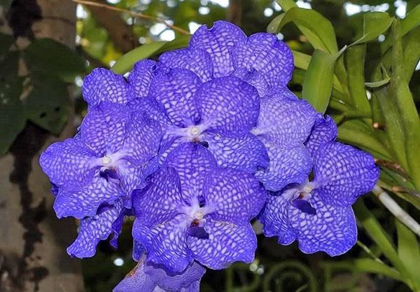Vnitřní hybridní orchidej wanda