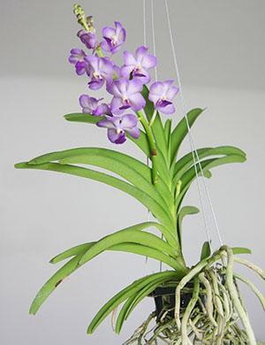 Vzhled rostliny orchidejí wanda