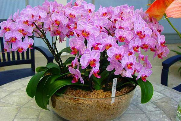 Phalaenopsis kvete