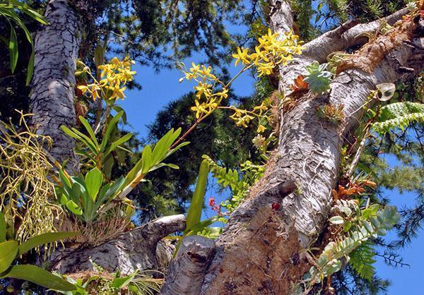 Divoce rostoucí orchidej epifyt