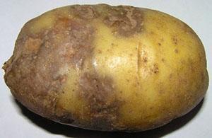 اللفحة المتأخرة درنات البطاطس