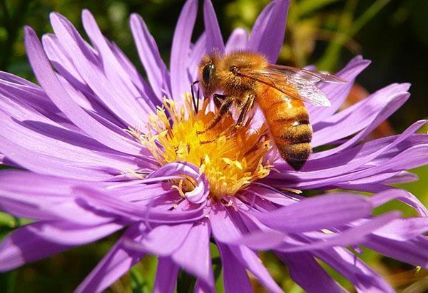Italské plemeno včel (Apis mellifera liqustica)