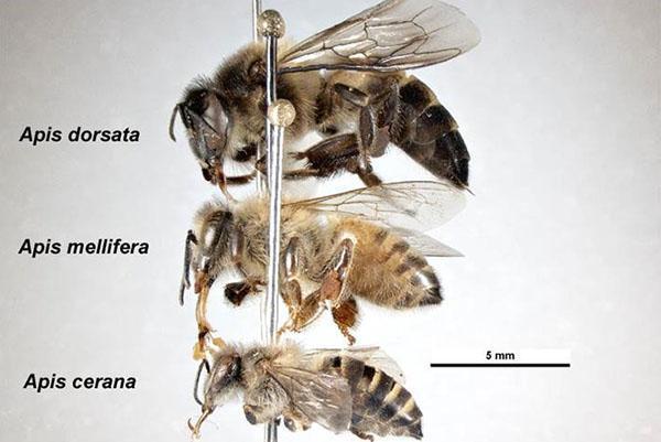 Asijské včely