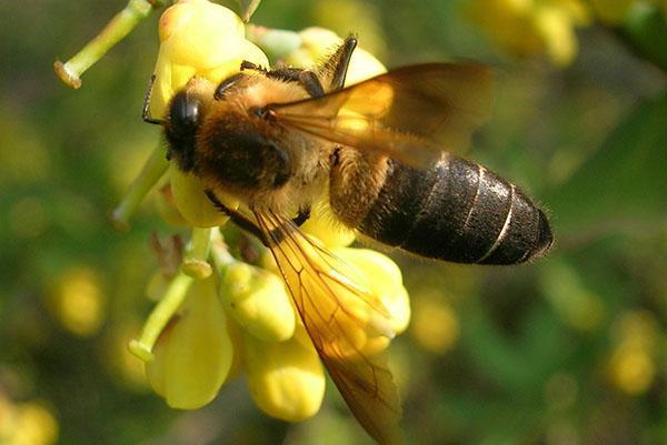 Himálajská horská obří včela Apis dorsata laboriosa