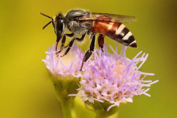 Trpasličí asijská včela nebo Apis floreа trpaslík