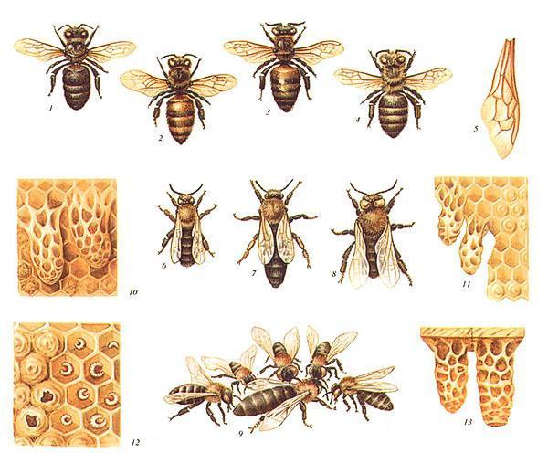 Včelí plemena - bělošský šedý, žlutý bělošský, italský, karpatský