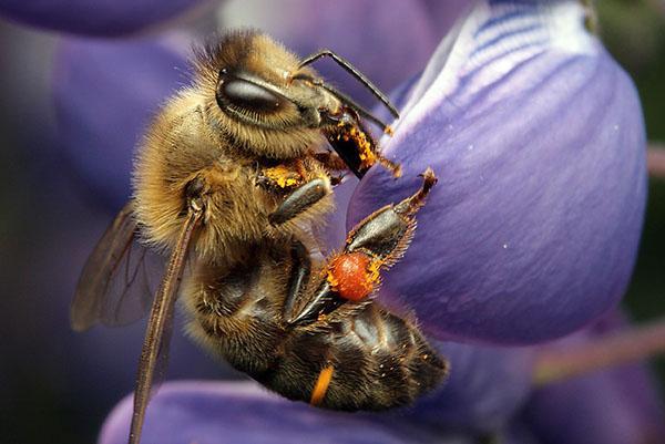 Tmavé evropské nebo středoruské včelí plemeno (Apis mellifera mellifera)