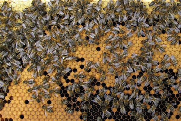 Včely snáší med