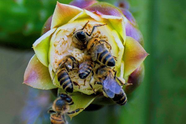 Šedé horské kavkazské plemeno včel (Apis mellifera caucasica)