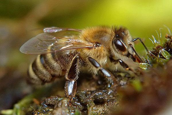 Krajinskaja rasa včel (Apis mellifera carnica)