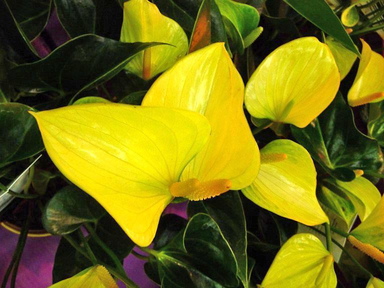 Žluté anthurium odrůdy Princess Alexia