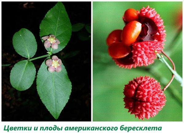 Květy a plody amerického euonymu
