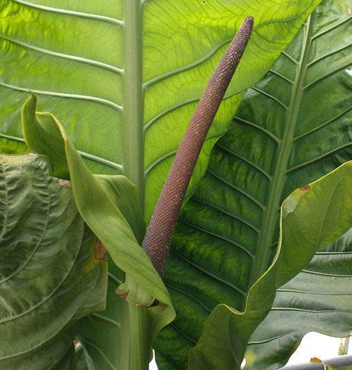 Hookerovo anthurium má purpurové uši se zelenými listeny