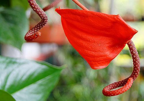 Scherzer-Anthurie unterscheidet sich von Andres-Anthurie in der Form des Blütenstandes