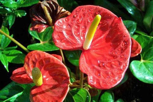 Spektakuläre Blütenstände von Andre anthurium