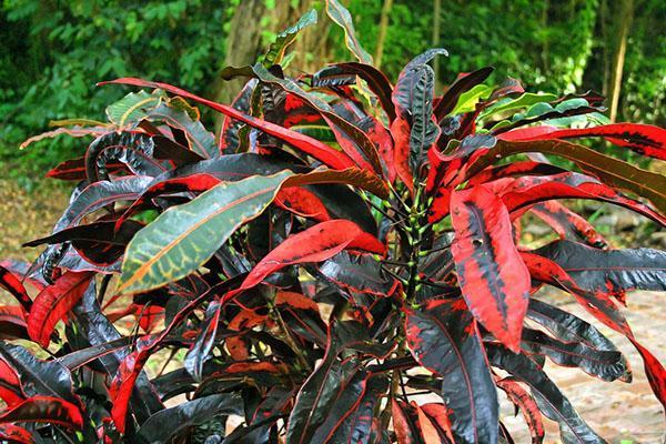 Croton s červenými a černými listy