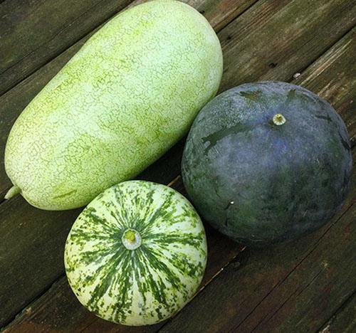البطيخ مع لحاء ألوان مختلفة
