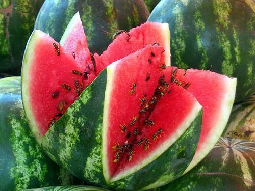 Süße und saftige Astrachan-Wassermelone