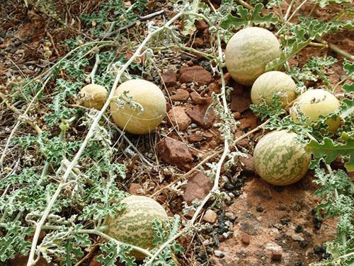 Wilde Wassermelonen wachsen in den Tälern Botswanas