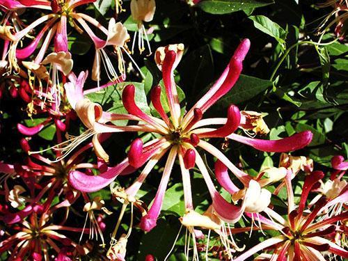 Duftende Blüten von Geißblatt Sirotina