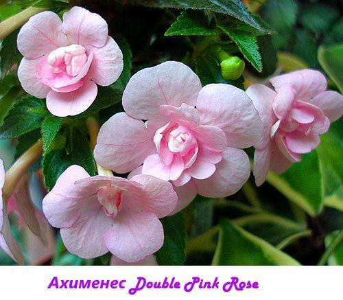 Ahimenes Double Pink Rose