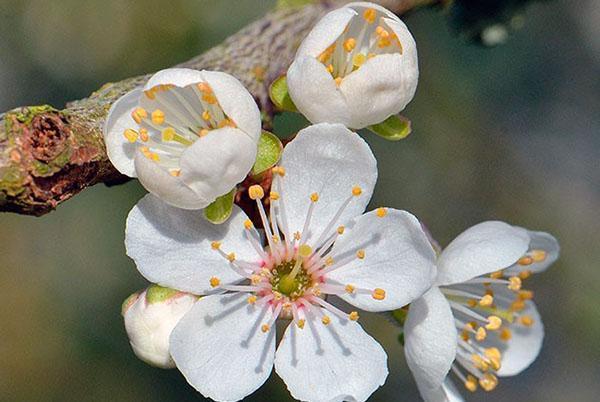 struktura květu třešně švestky