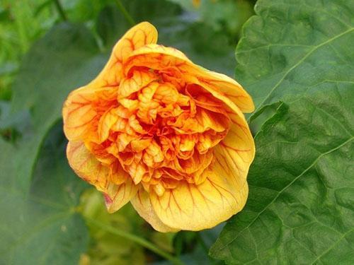 Royal ilima zeigt gelb-orange Blüten