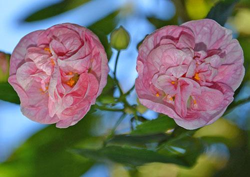 Pink Swirls Hybrid-Abutilon mit zartrosa Blütenkronen