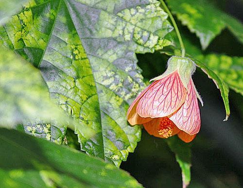 Abutilon sellowianum