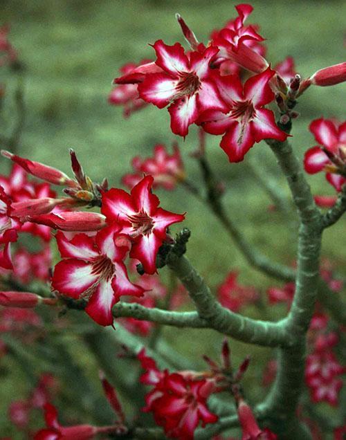 Blüten von Adenium mehrblütig
