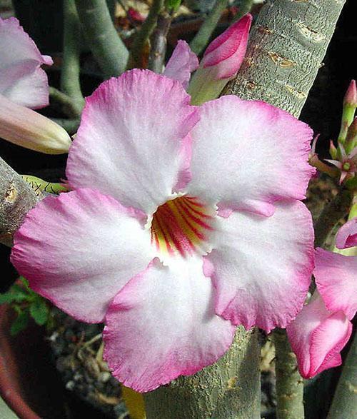 Adenium arabicum Blume