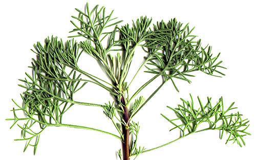 Zelení koprového stromu se používá pro kulinářské a léčebné účely.