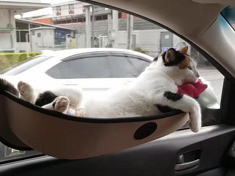 Transport eines Haustieres im Auto