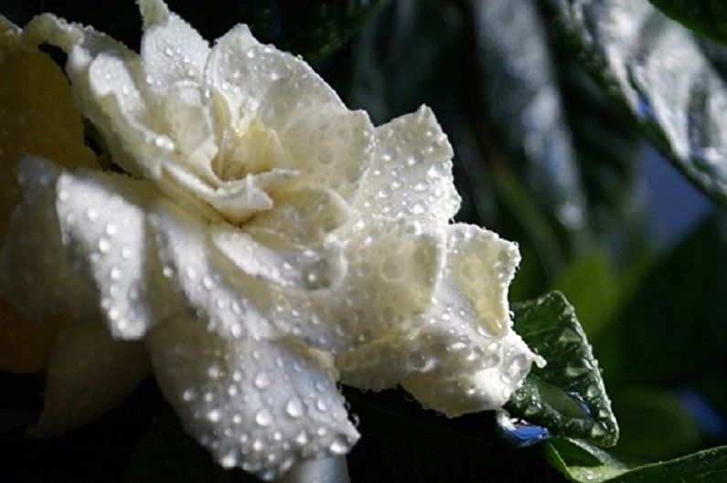 Gardenia - Fuktighet