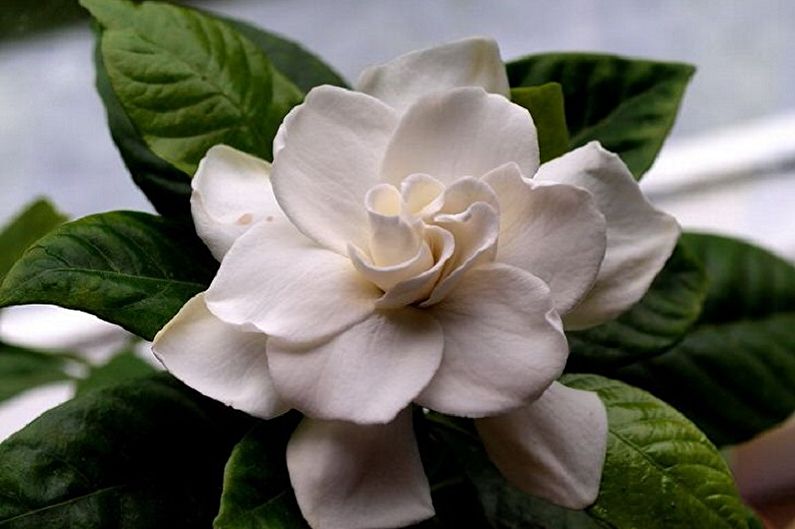 Jasmine gardenia