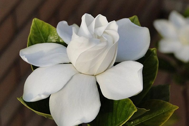 Jasmine gardenia