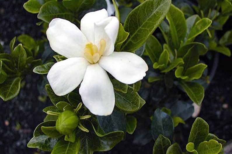 Gardenia - bilde