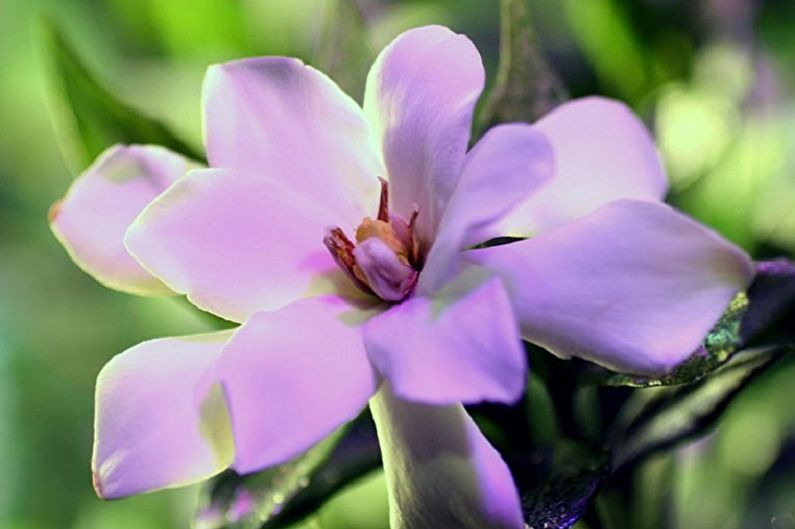 Gardenia - foto