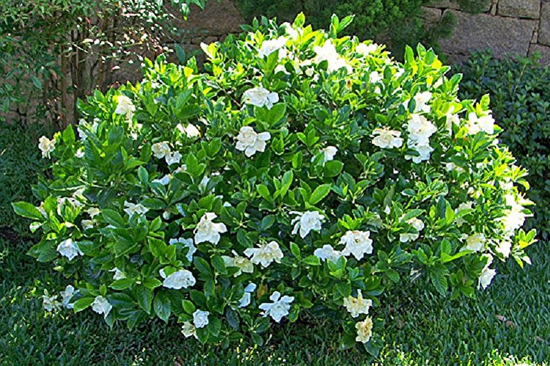 Gardenia - fotografija