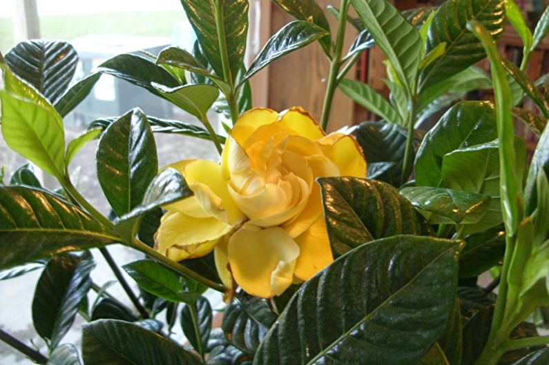 Żółta gardenia